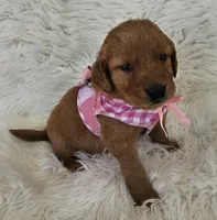 Charlotte , a female Golden Retriever for sale in Washington, IN – Photo 7 of 10