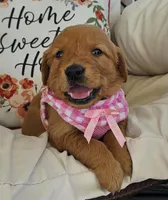 Charlotte , a female Golden Retriever for sale in Washington, IN – Photo 6 of 10