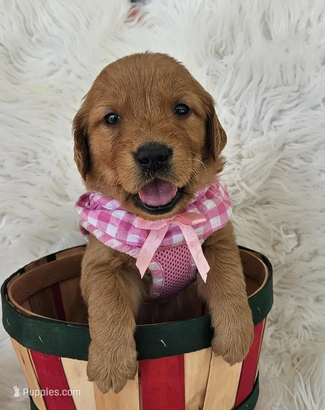 Charlotte  – Golden Retriever puppy for sale in Washington, IN
