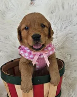Charlotte , a female Golden Retriever for sale in Washington, IN – Photo 1 of 10