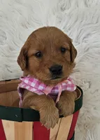 Charlotte , a female Golden Retriever for sale in Washington, IN – Photo 3 of 10