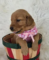 Charlotte , a female Golden Retriever for sale in Washington, IN – Photo 4 of 10