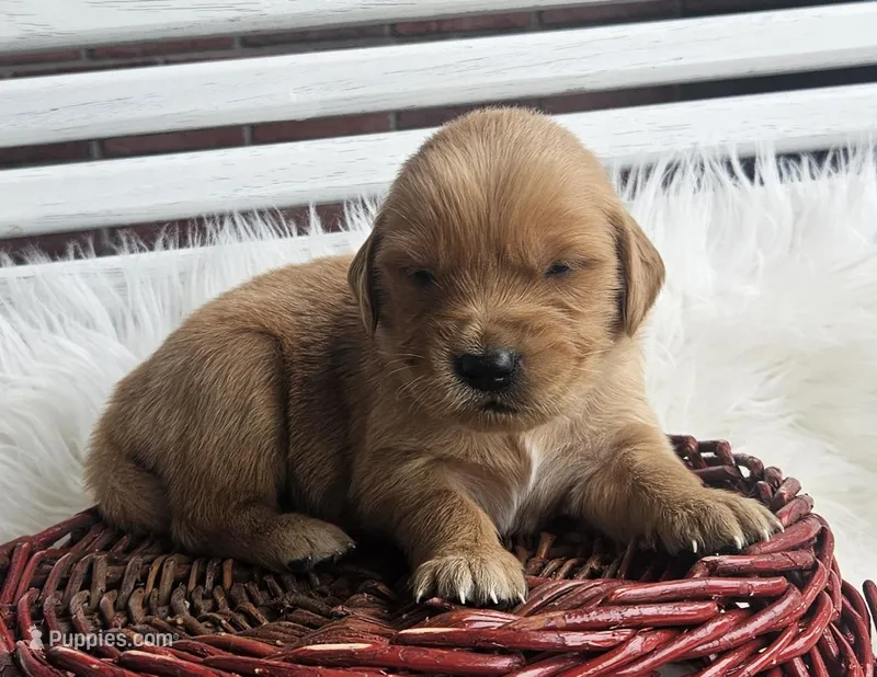 Rosie – Golden Retriever puppy for sale in Washington, IN