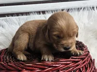 Rosie, a female Golden Retriever for sale in Washington, IN – Photo 5 of 9