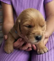Rosie, a female Golden Retriever for sale in Washington, IN – Photo 7 of 9