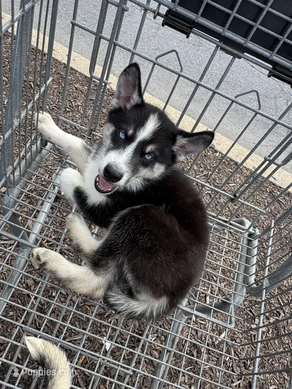 Sasha – Siberian Husky, Alaskan Husky puppy for sale in Washington, DC