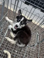 Sasha, a female Siberian Husky and Alaskan Husky for sale in Washington, DC – Photo 1 of 2