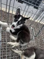 Sasha, a female Siberian Husky and Alaskan Husky for sale in Washington, DC – Photo 2 of 2