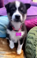 Sasha, a female Siberian Husky and Alaskan Husky for sale in Washington, DC – Photo 1 of 2