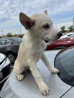 Blanco, a male Siberian Husky and Alaskan Husky for sale in Washington, DC – Photo 2 of 2