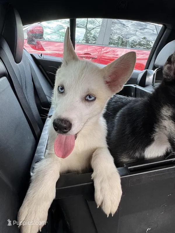 Blanco – Siberian Husky, Alaskan Husky puppy for sale in Washington, DC