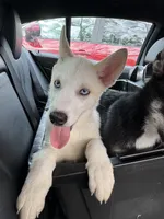 Blanco, a male Siberian Husky and Alaskan Husky for sale in Washington, DC – Photo 1 of 2