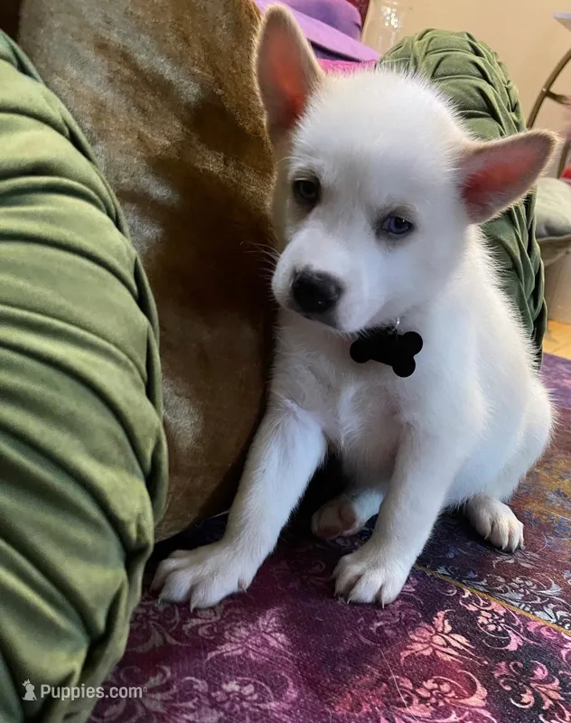Blanco – Siberian Husky, Alaskan Husky puppy for sale in Washington, DC