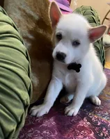 Blanco, a male Siberian Husky and Alaskan Husky for sale in Washington, DC – Photo 1 of 2