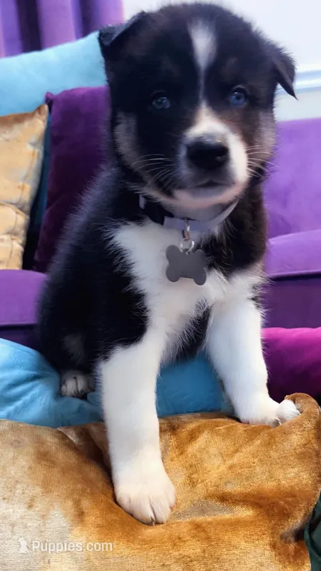 Taco – Siberian Husky, Alaskan Husky puppy for sale in Washington, DC