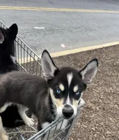Loco, a male Siberian Husky and Alaskan Husky for sale in Washington, DC – Photo 2 of 2