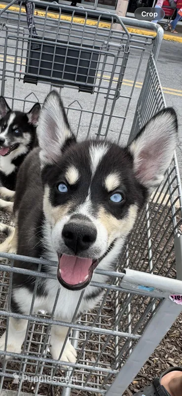 Loco – Siberian Husky, Alaskan Husky puppy for sale in Washington, DC