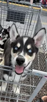 Loco, a male Siberian Husky and Alaskan Husky for sale in Washington, DC – Photo 1 of 2