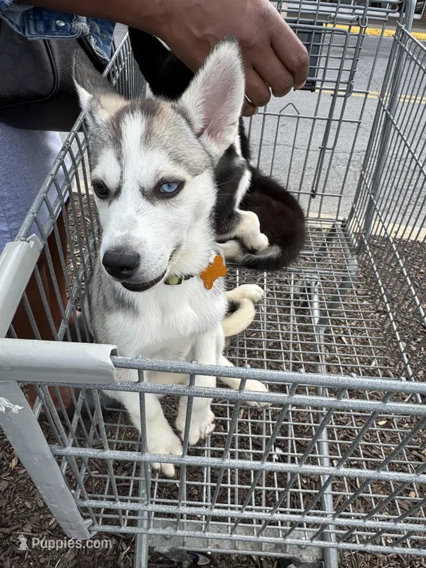 Ice – Siberian Husky, Alaskan Husky puppy for sale in Washington, DC