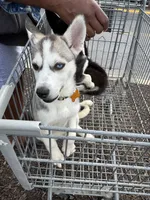 Ice, a female Siberian Husky and Alaskan Husky for sale in Washington, DC – Photo 1 of 2
