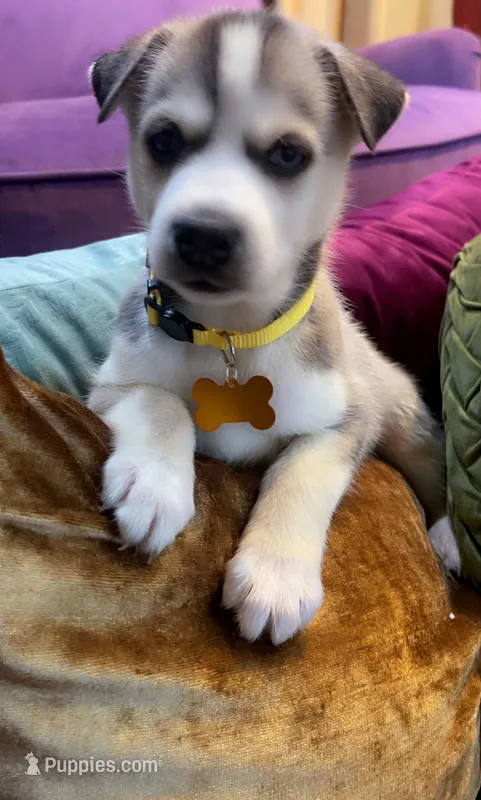 Ice – Siberian Husky, Alaskan Husky puppy for sale in Washington, DC