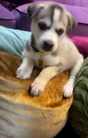 Ice, a female Siberian Husky and Alaskan Husky for sale in Washington, DC – Photo 2 of 2