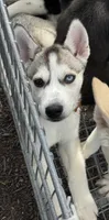Ice, a female Siberian Husky and Alaskan Husky for sale in Washington, DC – Photo 2 of 2