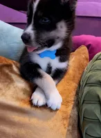 Dexter, a male Siberian Husky and Alaskan Husky for sale in Washington, DC – Photo 1 of 2