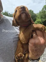 Precious, a female Irish Setter for sale in Grand Rivers, KY – 2 of 5