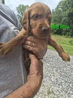 Big Boy, a male Irish Setter for sale in Grand Rivers, KY – 6 of 10