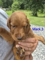 Mack 3, a male Irish Setter for sale in Grand Rivers, KY – 4 of 5