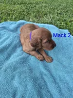 Mack 2, a male Irish Setter for sale in Grand Rivers, KY – 4 of 7