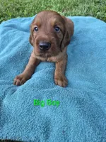 Big Boy, a male Irish Setter for sale in Grand Rivers, KY – 8 of 10