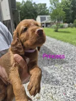 Princess, a female Irish Setter for sale in Grand Rivers, KY – 6 of 9