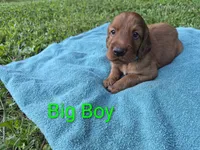 Big Boy, a male Irish Setter for sale in Grand Rivers, KY – 10 of 10