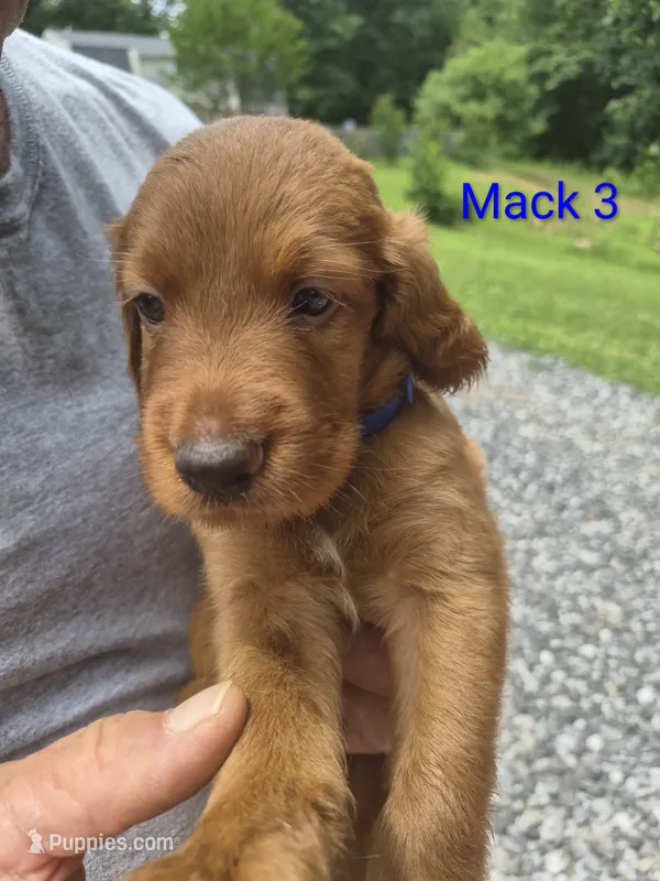 Mack 3 – Irish Setter puppy for sale in Grand Rivers, KY