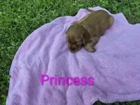Princess, a female Irish Setter for sale in Grand Rivers, KY – 8 of 9