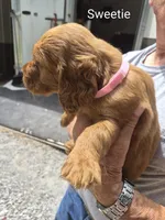 Sweetie, a female Irish Setter for sale in Grand Rivers, KY – 2 of 5