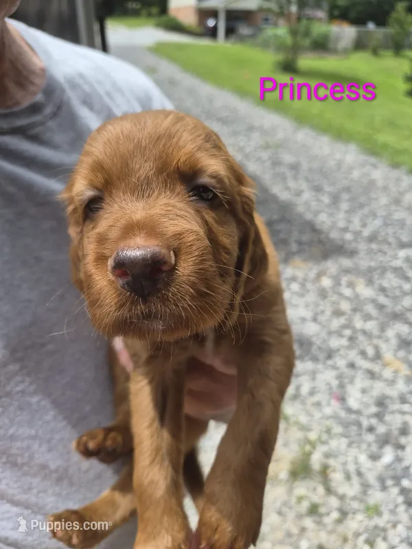 Princess – Irish Setter puppy for sale in Grand Rivers, KY