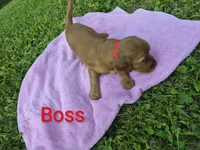 Boss, a female Irish Setter for sale in Grand Rivers, KY – 8 of 10