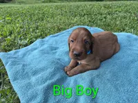 Big Boy, a male Irish Setter for sale in Grand Rivers, KY – 7 of 10