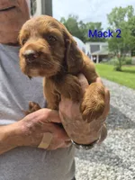 Mack 2, a male Irish Setter for sale in Grand Rivers, KY – 2 of 7