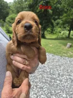 Boss, a female Irish Setter for sale in Grand Rivers, KY – 3 of 10