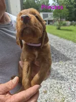 Princess, a female Irish Setter for sale in Grand Rivers, KY – 3 of 9
