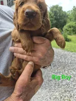 Big Boy, a male Irish Setter for sale in Grand Rivers, KY – 3 of 10