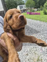 Princess, a female Irish Setter for sale in Grand Rivers, KY – 2 of 9