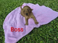 Boss, a female Irish Setter for sale in Grand Rivers, KY – 9 of 10
