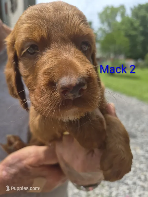 Mack 2 – Irish Setter puppy for sale in Grand Rivers, KY