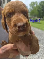 Mack 2, a male Irish Setter for sale in Grand Rivers, KY – 1 of 7