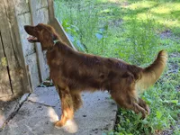 Sweetie, a female Irish Setter for sale in Grand Rivers, KY – 5 of 5